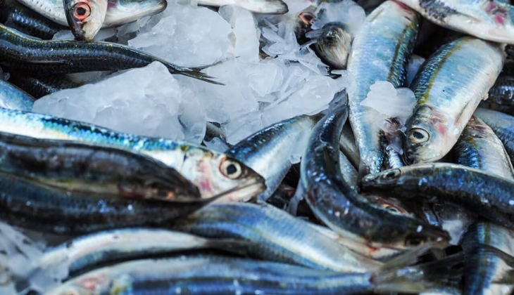 İstanbul Balık Hal fiyatları açıklandı! İstanbul Hali balık fiyatları ne kadar? İşte 5 Temmuz 2022 fiyat listesi