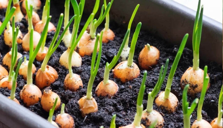 Türk mutfağının olmazsa olmazı 'soğan' fiyatları işte bu yüzden çıkıyormuş