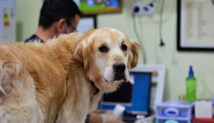 Artık sahipsiz değiller! 30,5 Milyon kaydedildi