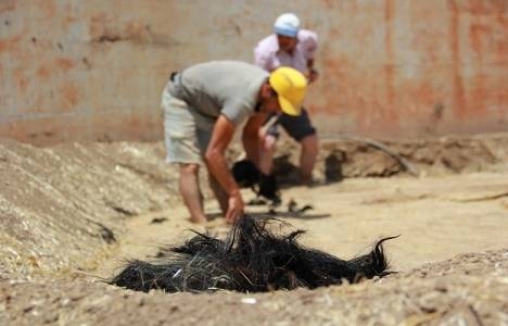 Akdeniz Üniversitesi cami inşasında 1,5 ton keçi kılı kullanacak!