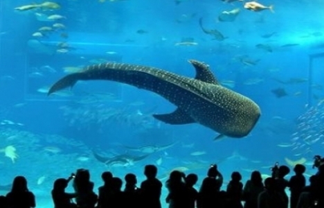 İstanbul Akvaryum Florya bilet fiyatları 2015!