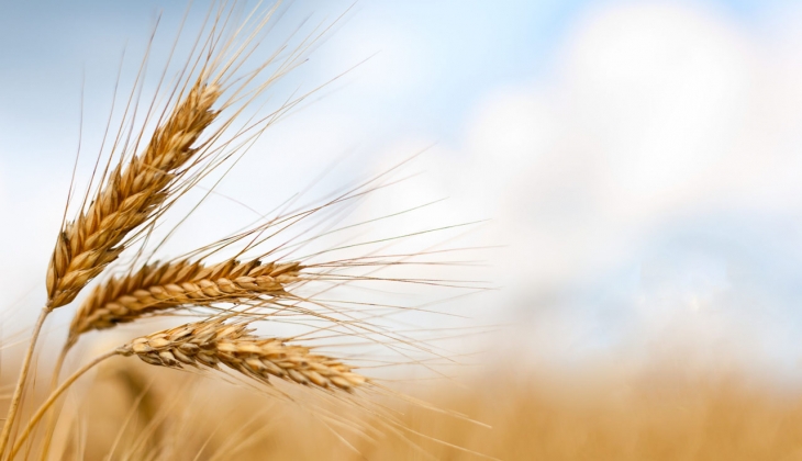 Buğday ve Arpa alım fiyatlarına gelen zam dudak uçuklattı!