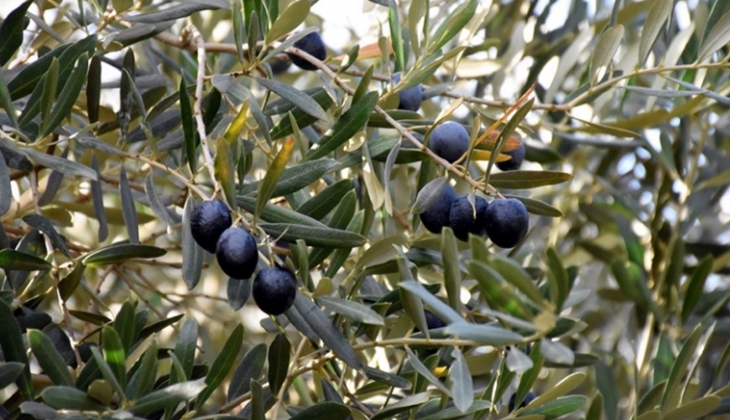 Belediyeler Aydın ve Manisa’da 31 bin TL’den başlayan fiyatlarla arsa ve arazi satıyor!