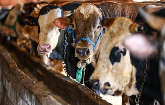 Kurban Bayramı yasakları açıklandı!