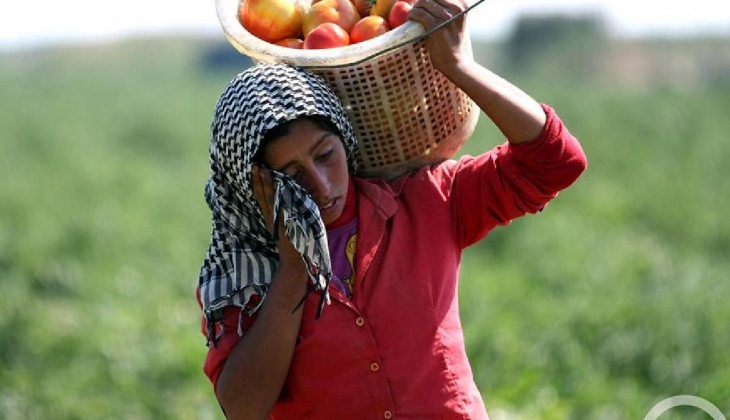 Türk çiftçiler dikkat! Türkiye'nin göz bebeği bir ürün için büyük atılım geliyor