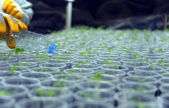 Evinin salonuna kendi serasını kurdu!