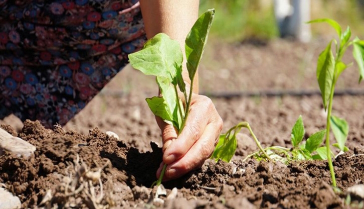 Devlet hamle yaptı! Gıda fiyatları düşüyor mu?