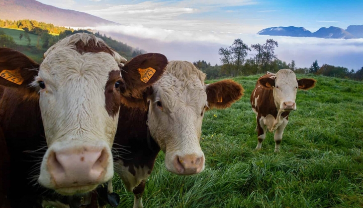 2023 yılı otlatma bedellerini belirlendi! İşte büyükbaş ve küçükbaş otlatma fiyatları
