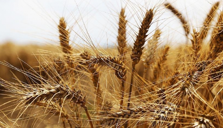 Savaş gerilimi buğday fiyatlarını uçurdu!