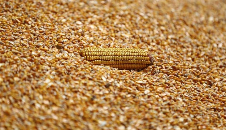 Mısır alım fiyatlarında son dakika! Resmen açıklandı! Mısır fiyatları bugün kaç TL? 23 Ağustos 2022 mısır fiyat listesi.