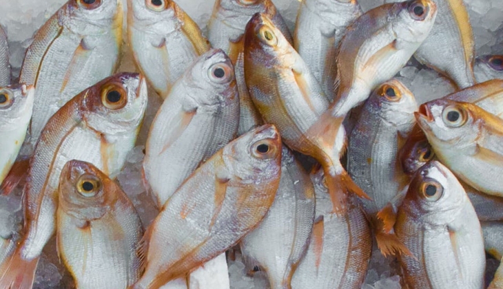 İstanbul Balık Hal fiyatları yayımlandı! İstanbul balık fiyatlar ne kadar? İşte 4 Temmuz 2022 fiyat listesi