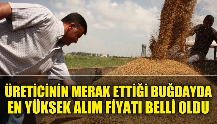 Çiftçilerin buğday alımları için istediği fiyat belli oldu! İşte en yüksek buğdayın kilogram fiyatı