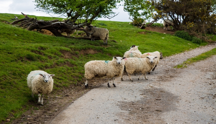  Türkiye'deki tüm çiftçilerin dikkatine! Bunu yaptılar, koyunlarındaki değişime inanamadılar! Siz de bakın