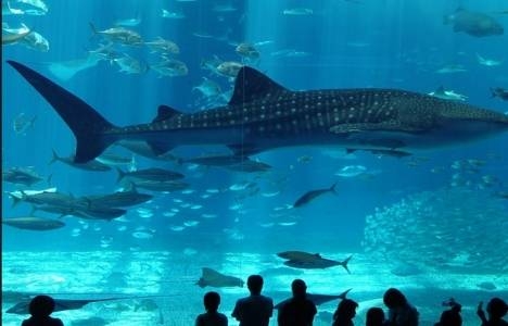 İstanbul Akvaryum bayramda açık mı