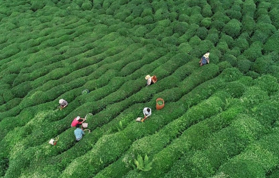 ÇAYKUR işçi alımı