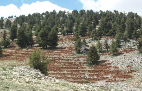 Orman Genel Müdürlüğü Teftiş Kurulu Yönetmeliğinde değişiklik yapıldı!