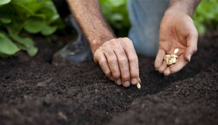 Kilosu 250 bin TL'den satılıyor. Bu mücevherle yarışır. Ektiği yerdeki topraktan bereket fışkırıyor