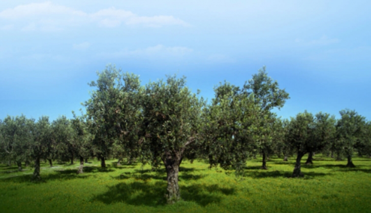 Nef Arsa Çanakkale Köseler satışta! Peşinde yüzde 30 a varan indirim fırsatı!