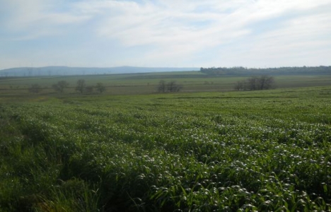 İstanbul Arnavutköy'de icradan 2.3 milyon TL'ye tarla!