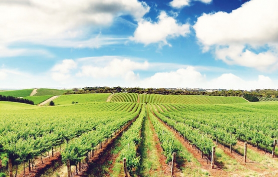 709 bin hektar tarım alanı bölünmeden kurtuldu!