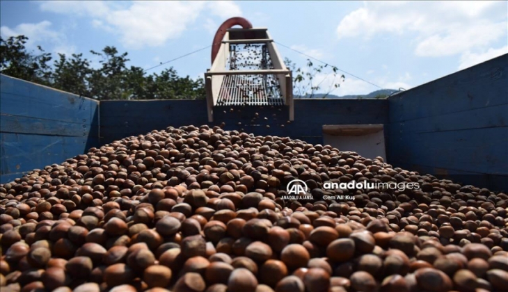 Fındık fiyatlarında sürpriz gelişme! 1 haftada tam 2 lira arttı!12 Ocak 2023 Fiyat Listesi