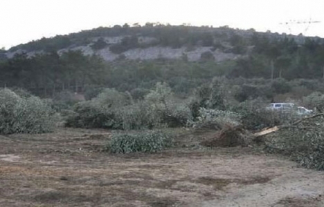 Danıştay'dan Yırcalı zeytincilere müjde!