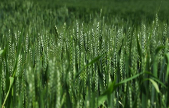 Küresel gıda maliyetleri coştu! Buğday fiyatı 1000 dolara yaklaştı!