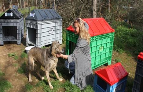 Atık plastikler köpeklere barınak oldu!