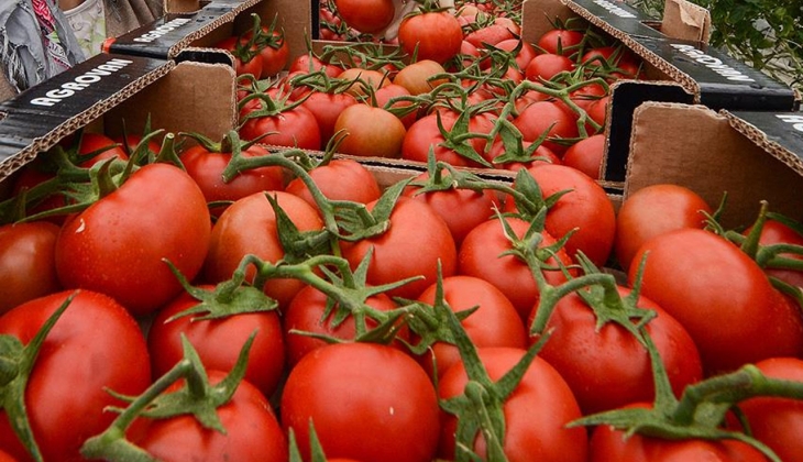 Domateste fiyat farkı açıldıkça açıldı! Tarla fiyatı ve market fiyatı şaşkınlık yarattı! İşte detaylar!