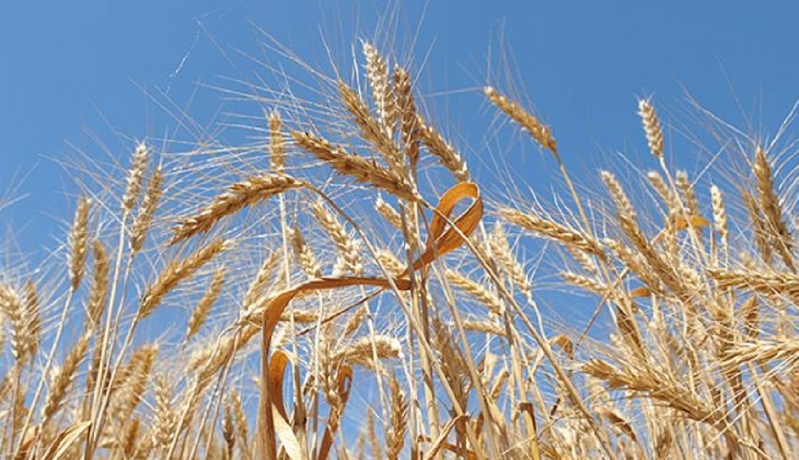 Karadeniz’deki gerilim tırmandı: Buğday fiyatları uçtu!