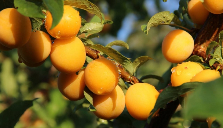 Köylüler gece uyuyup sabah bahçeye bakınca dehşete düştü! Yazın favori meyvesinde yüzde 70 kayıp var