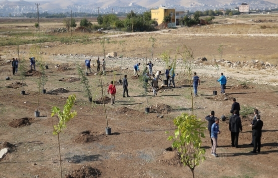 Şanlıurfa Haliliye de yeni yapılacak binalar için fidan dikme zorunluğu!