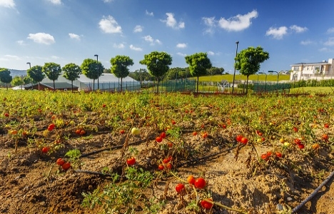 Zekeriyaköy Ormanada'da Adabostan ile organik ürünler yetiştiriliyor!