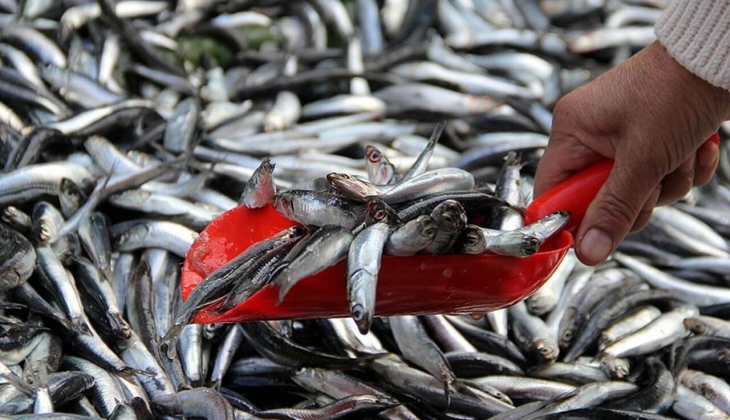 İstanbul Balık Hal fiyatları açıklandı! İstanbul Balık Hali nde balık fiyatları ne kadar? 1 Eylül 2022 fiyat listesi