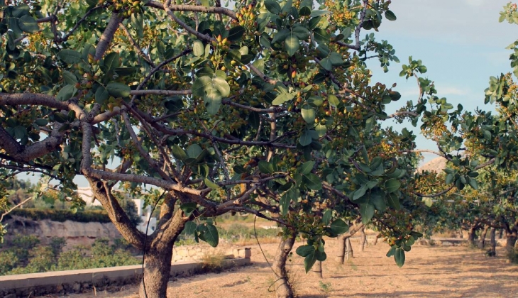 Ona yeşil altın diyorlar... Toprağa eken çiftçi zengin olmanın da ötesine gidiyor... Fiyatı her gün zamlanıyor 