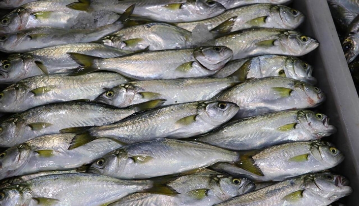 Hamsi 550 TL uskumru 35 TL! İşte İstanbul’da 6 Ocak 2023 balık fiyatları…