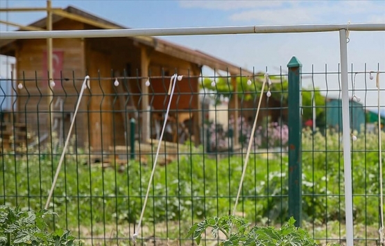 Hobi bahçesi sahipleri yıkımlarla ilgili ne diyor?