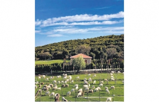 Ege’ye talep arttı! Köylüler, arsalarını peş peşe satışa çıkardı!