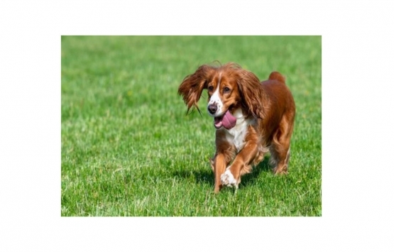 Koronavirüs: Salgın hastalıklara karşı nasıl şehirler inşa edilebilir?