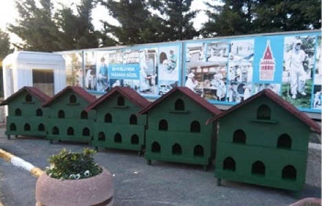  Beyoğlu Belediyesi sokaktaki kediler için 3 Katlı Villa Barınağı yaptı!