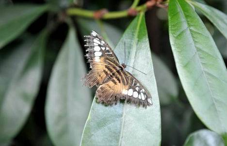 İstanbul Kelebek Çiftliği, Beykoz Zerzevatçı Köyü nde açıldı!