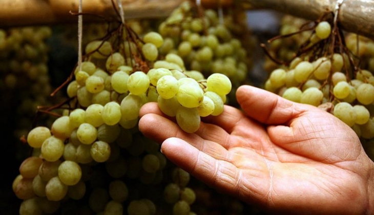 Üzümde 2023’ün ilk hasadı başlarken fiyatı göz korkuttu!