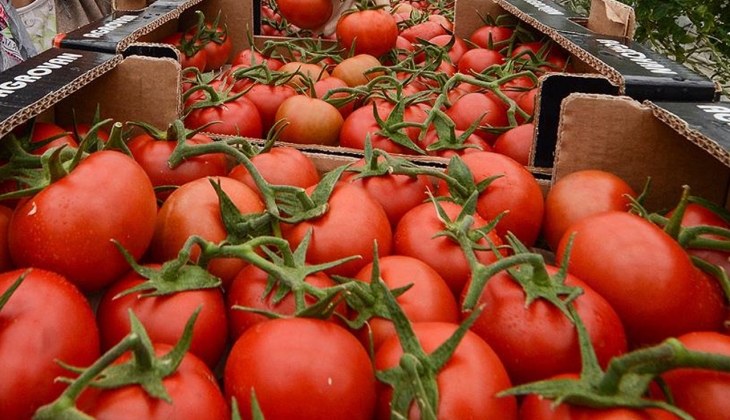 Domates fiyatlarında indirim sinyali! Domates fiyatları düşecek mi? İşte detaylar!