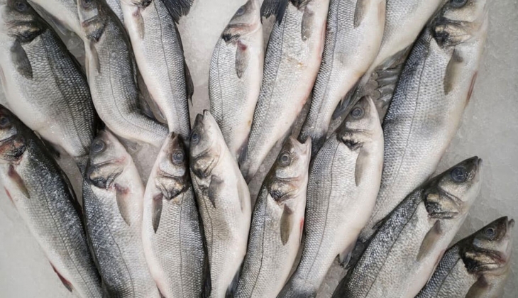 İstanbul Balık Hal fiyatları yayımlandı! İstanbul balık fiyatlar ne kadar? İşte 4 Temmuz 2022 fiyat listesi