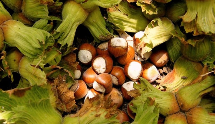 Fındık ihracatı artıyor! Son dakika fındık fiyatları kaç lira oldu? İl il açıklandı!