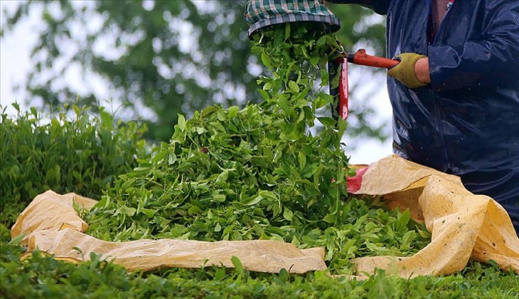 Çay ihracatı yılın 9 ayında yüzde 23 oranında arttı