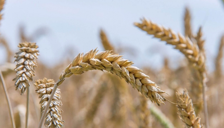 Buğday, arpa, mısır fiyatlarında son dakika depremi! Hangi borsada fiyatlar kaç TL? Rakamlar tek tek açıklandı!