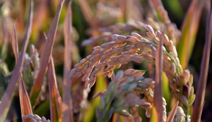 Bakan Kirişçi açıkladı! Çeltik alım fiyatlarına 1000 lira zam