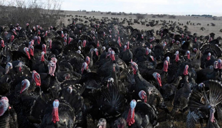 Yılbaşı hindisinin kilogram fiyatı belli oldu! İşte hindi 7 Aralık 2022 fiyat listesi...