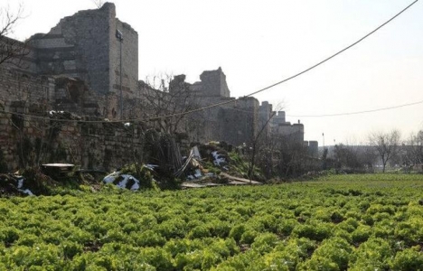 Yedikule deki bostanlar için uzmanlar uyarıyor!